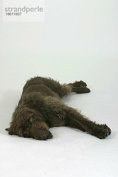 German Broken-coated Pointing Dog  Pudelpointer  innen  Studio