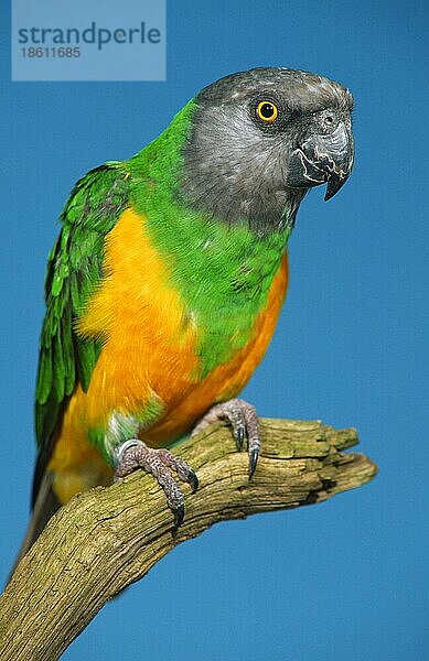Senegal Parrot  Mohrenkopfpapagei (Poicephalus senegalus)  innen  Studio