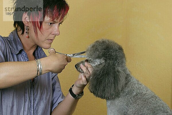 Woman shearing Toy Poodle  silver  with scissors  Frau schert Zwergpudel  silber  mit Schere  Hundeschur  scheren  Hundefriseur  Hundefrisör  innen