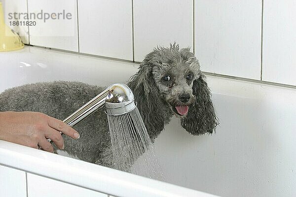 Toy Poodle  silver  being showered  Zwergpudel  silber  wird geduscht  duschen  Hundefriseur  Hundefrisör  innen  Badewanne  bathtub