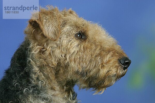 Welsh Terrier  Seite  Profil