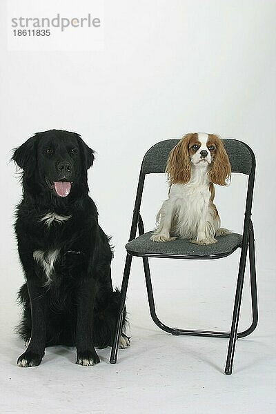 Mischlingshund neben und Cavalier King Charles Spaniel auf Stuhl