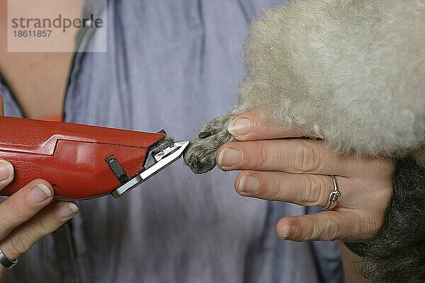Shearing paw of Toy Poodle  silver  Zwergpudel  silber  Haare an Pfote werden geschoren  Hundeschur  scheren  Hundefriseur  Hundefrisör  innen