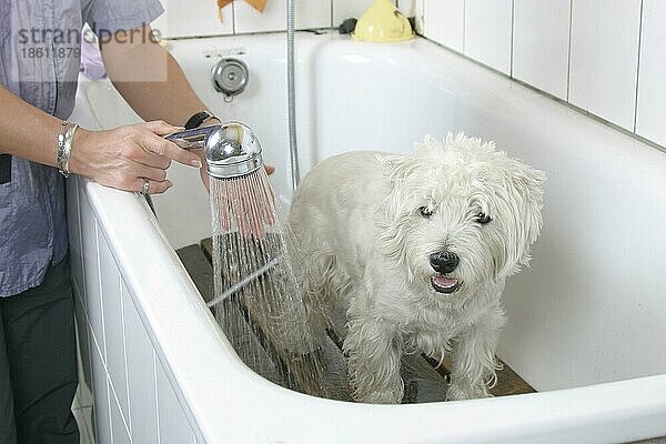 Westhighland White Terrier wird geduscht  duschen  Hundefriseur  Hundefrisör  Badewanne