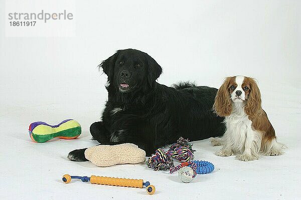 Mischlingshund und Cavalier King Charles Spaniel mit verschiedenen Arten von Spielzeug