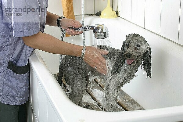 Toy Poodle  silver  being showered  Zwergpudel  silber  wird geduscht  Schampoo wird ausgespült  duschen  Hundefriseur  Hundefrisör  innen  Badewanne  bathtub