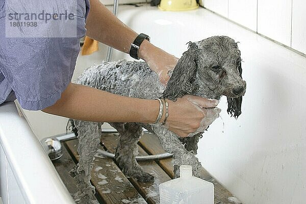 Toy Poodle  silver  being showered  Zwergpudel  silber  wird gebadet  duschen  Hundefriseur  Hundefrisör  innen  schamponieren  shampooing  Badewanne  bathtub