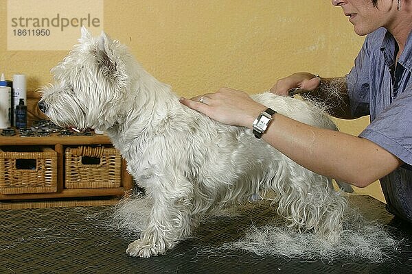 Frau trimmt West Highland White Terrier  Westie