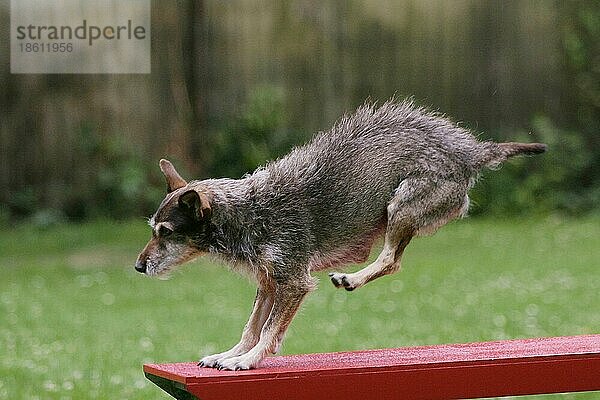 Mixed Breed Dog on seesaw  Agility  Mischlingshund auf Wippe  außen  outdoor  seitlich  side
