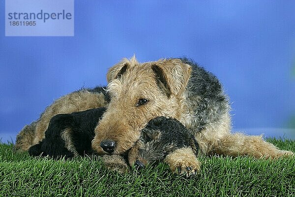 Welsh Terrier with puppy  7 weeks  Welsh Terrier mit Welpe  7 Wochen  außen  Studio  outdoor