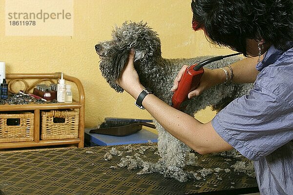 Woman shearing Toy Poodle  silver  Frau schert Zwergpudel  silber  Hundeschur  scheren  Hundefriseur  Hundefrisör  innen