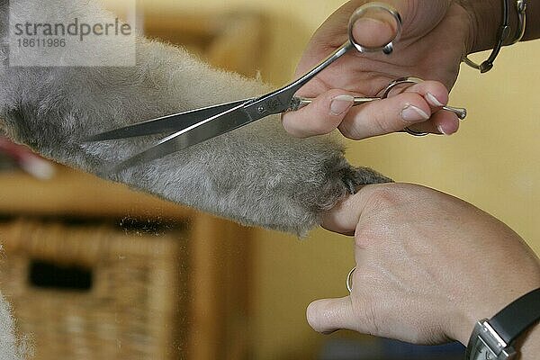 Shearing of Toy Poodle  silver  with scissors  Zwergpudel  silber  wird mit Schere geschoren  Hundeschur  scheren  Hundefriseur  Hundefrisör  innen