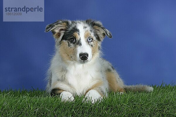Australian Shepherd  blue-merle  odd-eyed  puppy  3 month  Welpe  3 Monate  außen  Studio  outdoor
