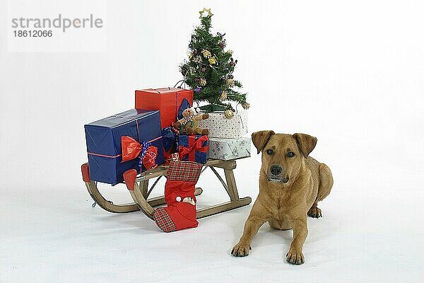 Mischlingshund neben dem Schlitten mit Weihnachtsgeschenken