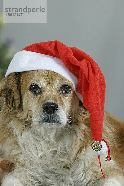 Mixed Breed Dog at christmas time  Mischlingshund mit Nikolausmütze zur Weihnachtszeit  innen  Studio