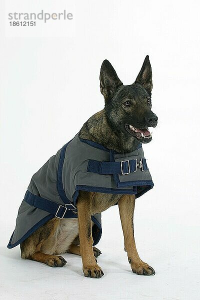 Mischlingshund mit Schutzkleidung  Mantel  Mäntelchen  Hundebekleidung