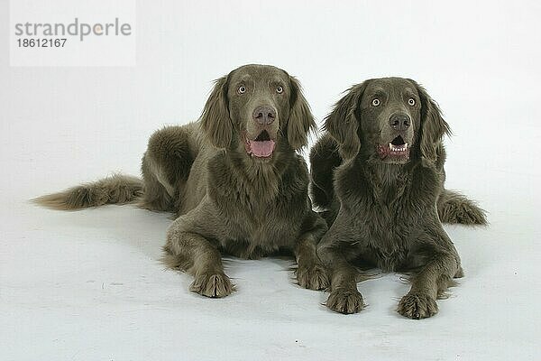 Langhaarige Weimaraner  Paar