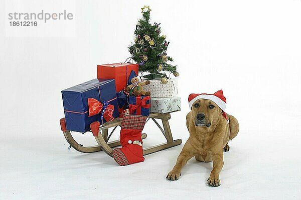 Mischlingshund neben dem Schlitten mit Weihnachtsgeschenken