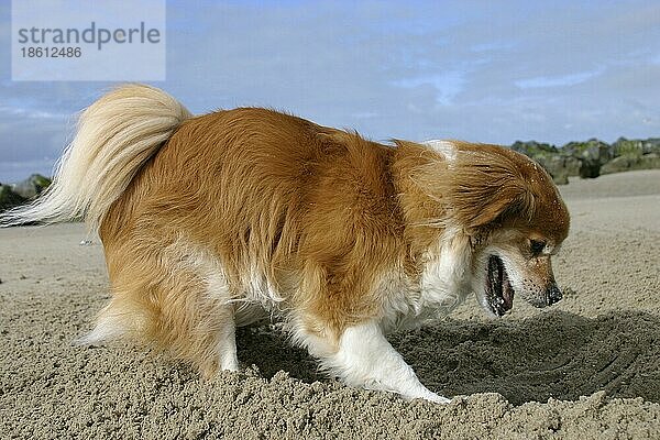 Mischlingshund gräbt am Strand  graben  grabend  gräbt  seitlich