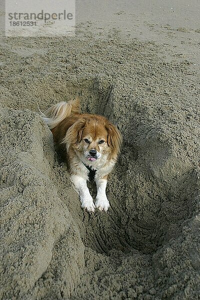 Mischlingshund gräbt am Strand  graben  grabend  gräbt