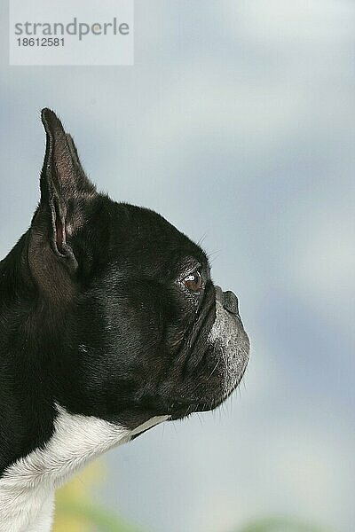 Französische Bulldogge  Profil  seitlich
