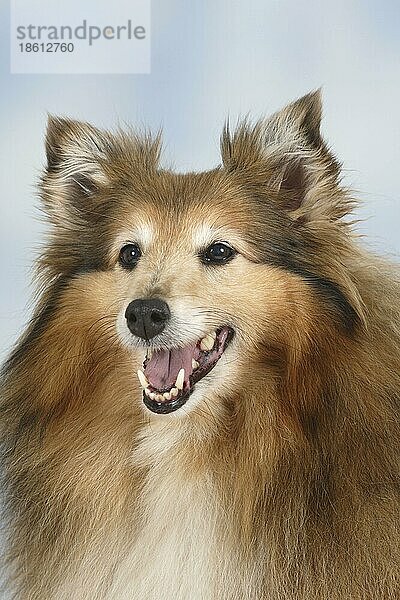 Sheltie  Shetland Sheepdog