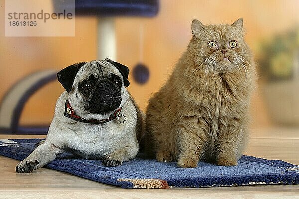 Mops und Perserkatze