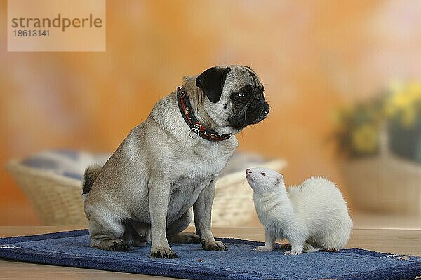 Mops und Frettchen (Mustela putorius forma domestica)