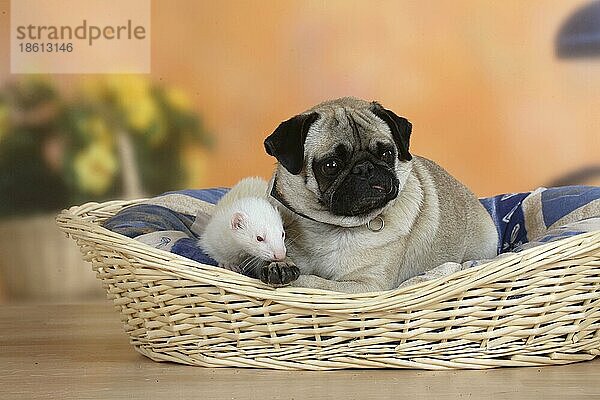 Mops und Frettchen (Mustela putorius forma domestica) in Hundekorb