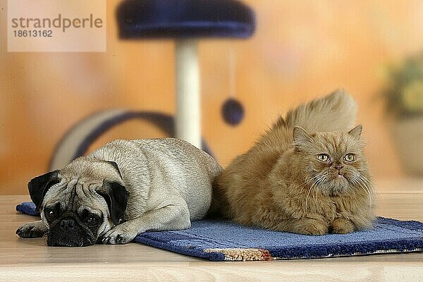 Mops und Perserkatze