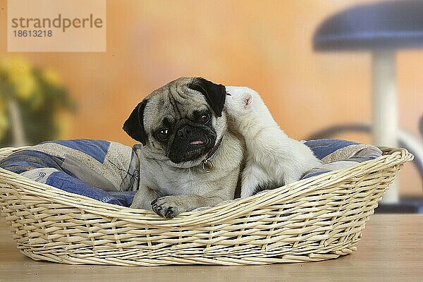 Mops und Frettchen (Mustela putorius forma domestica) in Hundekorb