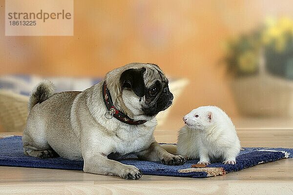 Mops und Frettchen (Mustela putorius forma domestica)