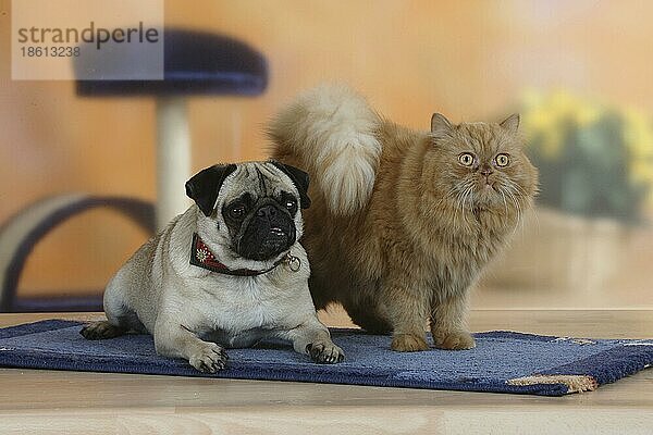 Mops und Perserkatze  freistellbar