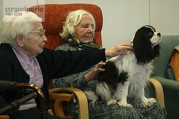 Seniorinnen mit Cavalier-King-Charles-Spaniel  Hundebesuchsdienst  Besuchshundedienst  streicheln  Altenheim  Altersheim  Seniorenheim