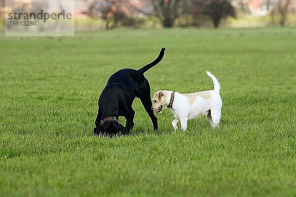 Mischlingshund und Parson Russell Terrier