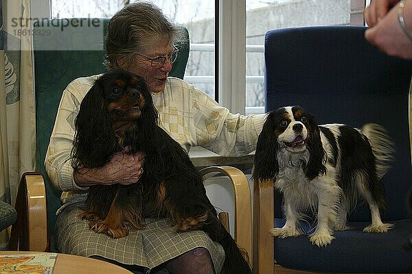 Seniorin mit Cavalier-King-Charles-Spaniel  Hundebesuchsdienst  Besuchshundedienst
