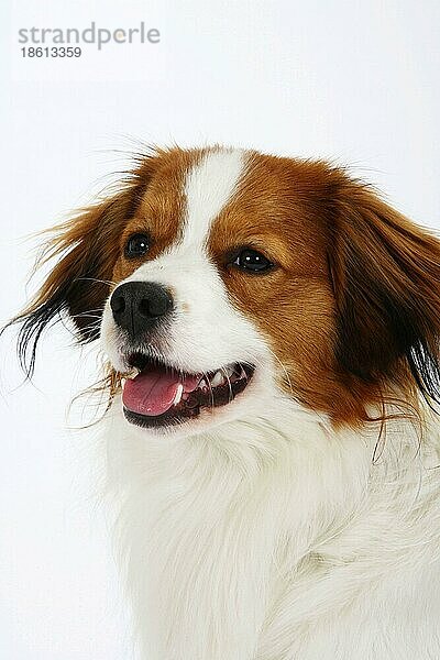 Kooikerhondje  Kleiner Niederländischer Wasservogelhund