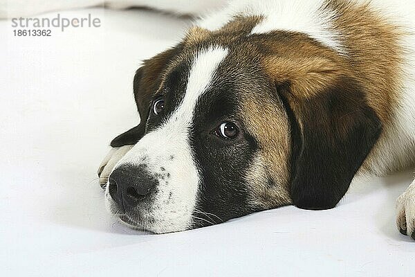 Mischlingshund  Welpe  5 Monate