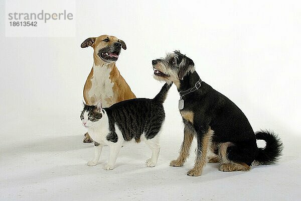 American Staffordshire Terrier  Mischlingshund und Hauskatze