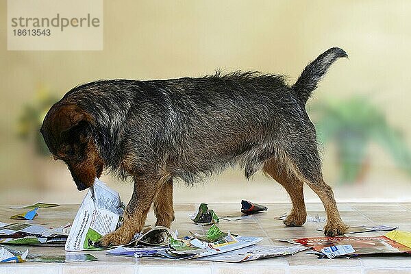 Mischlingshund zerfetzt Zeitung  Zeitschrift  zerfetzen  Unart