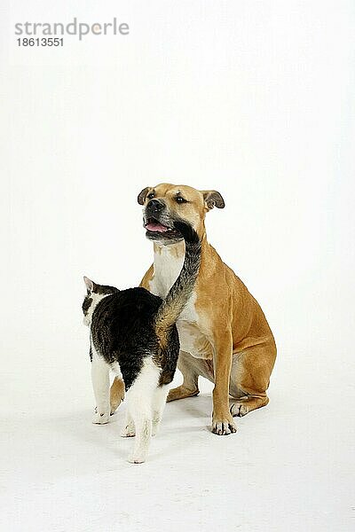 American Staffordshire Terrier und Hauskatze