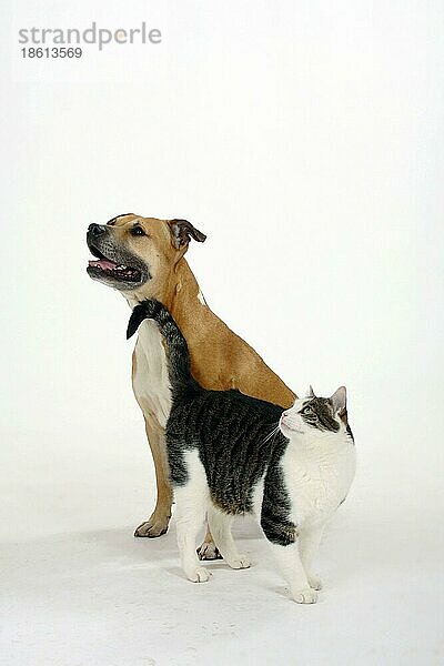 American Staffordshire Terrier und Hauskatze