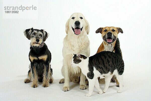 American Staffordshire Terrier  Mischlingshund  Golden Retriever und Hauskatze
