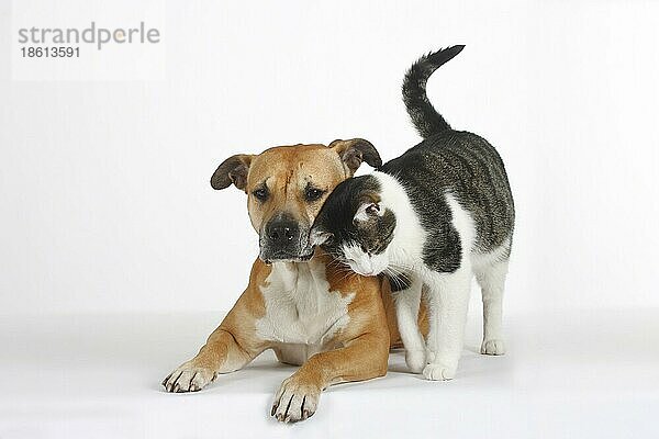 American Staffordshire Terrier und Hauskatze