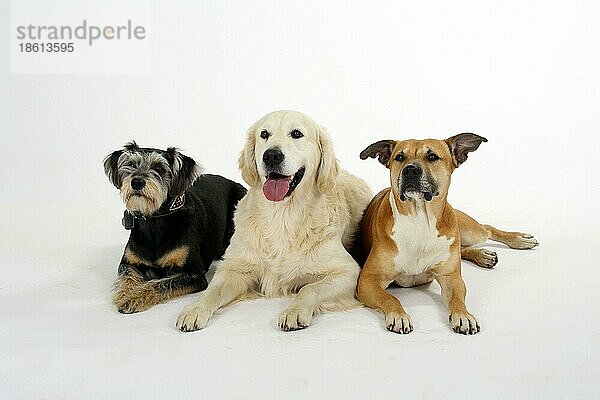 American Staffordshire Terrier  Mischlingshund und Golden Retriever
