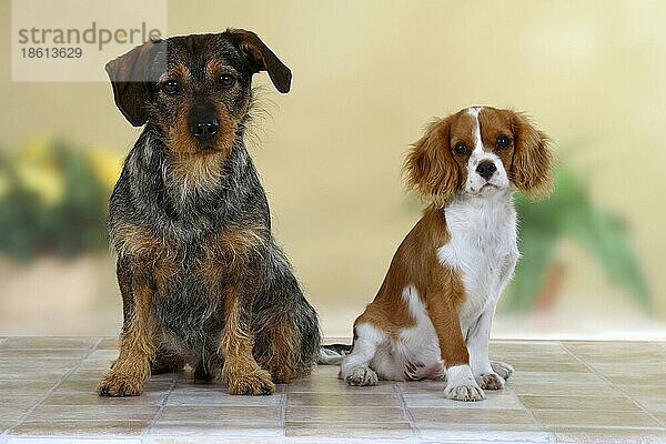 Mischlingshund und Cavalier-King-Charles-Spaniel  Blenheim  5 Monate  freistellbar