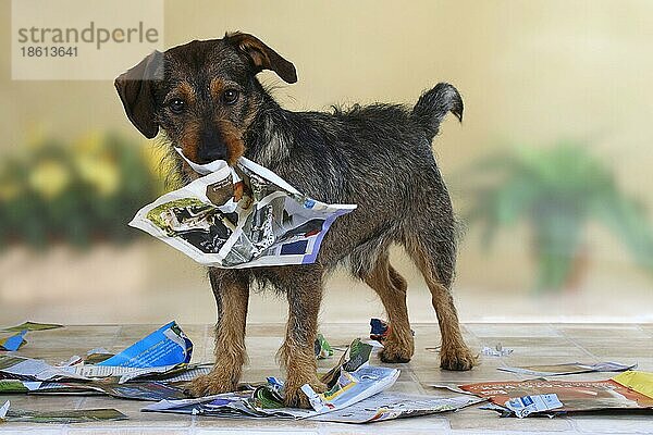 Mischlingshund zerfetzt Zeitung  Zeitschrift  zerfetzen  Unart