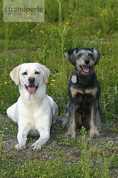 Labrador-Retriever und Mischlingshund