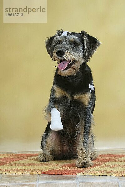 Mischlingshund mit Pflaster und verbundener Pfote  verbunden  Verband  verletzt  freistellbar