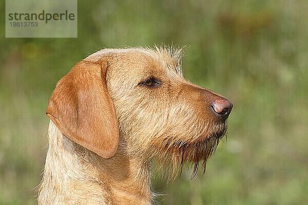 Drahthaariger Ungarischer Vorstehhund  Drahthaar-Vizsla  seitlich  Profil